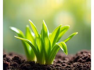Fresh green sprouts and vibrant spring flowers, symbolizing renewal.
