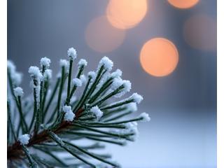 Snowflakes gently falling on a pine branch, symbolizing winter and calm.